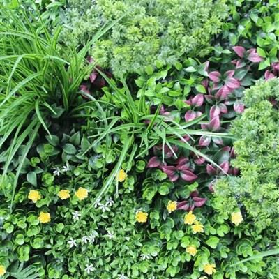 Effortless Green Wall For Modern Living